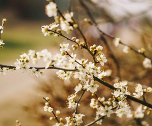 dee-ri-qVRQC8W4-unsplash fleurs blanches